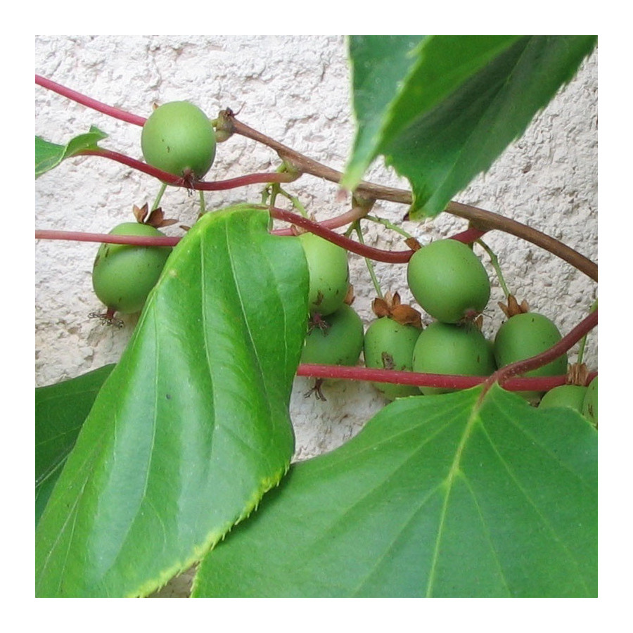 Kiwai Autofertile 'Issai' (Actinidia arguta)
