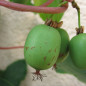 Kiwai Autofertile 'Issai' (Actinidia arguta)
