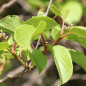 Kiwai Autofertile 'Issai' (Actinidia arguta)