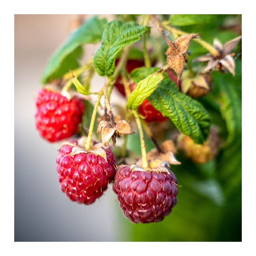 Framboisier 'Heritage' (Rubus idaeus) Framboisier 'Heritage' (Rubus idaeus)
