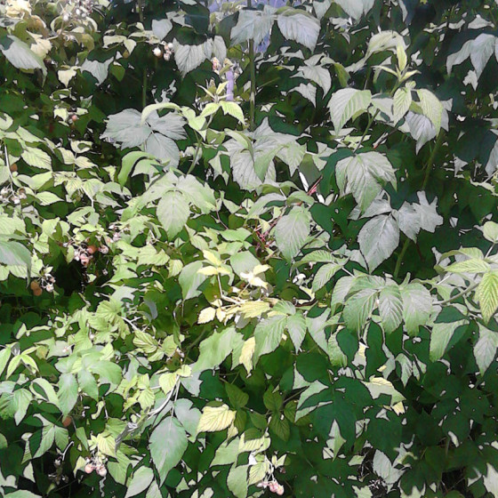 Rubus idaeus