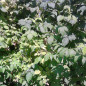 Framboisier 'Heritage' (Rubus idaeus) Framboisier 'Heritage' (Rubus idaeus)