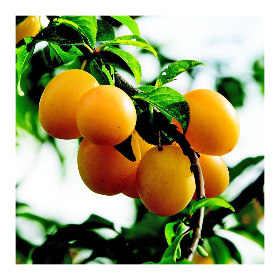 Prunier Reine Claude de Bavay Prunier Reine Claude de Bavay