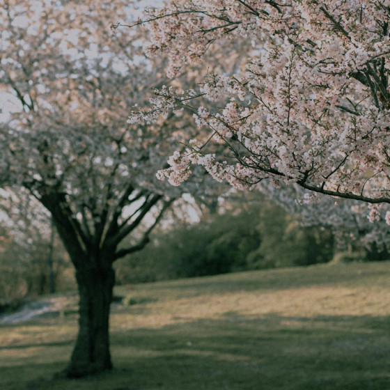 Prunier Reine Claude de Bavay