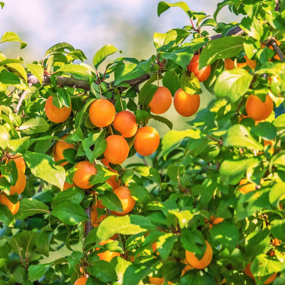 Prunier reine claude dorée