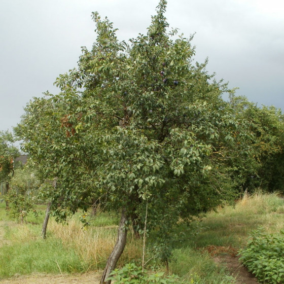 Prunus domestica