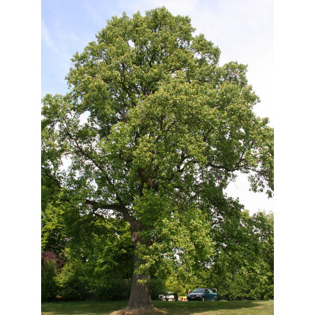 Tulipier de Virginie (Liriodendron tulipifera)
