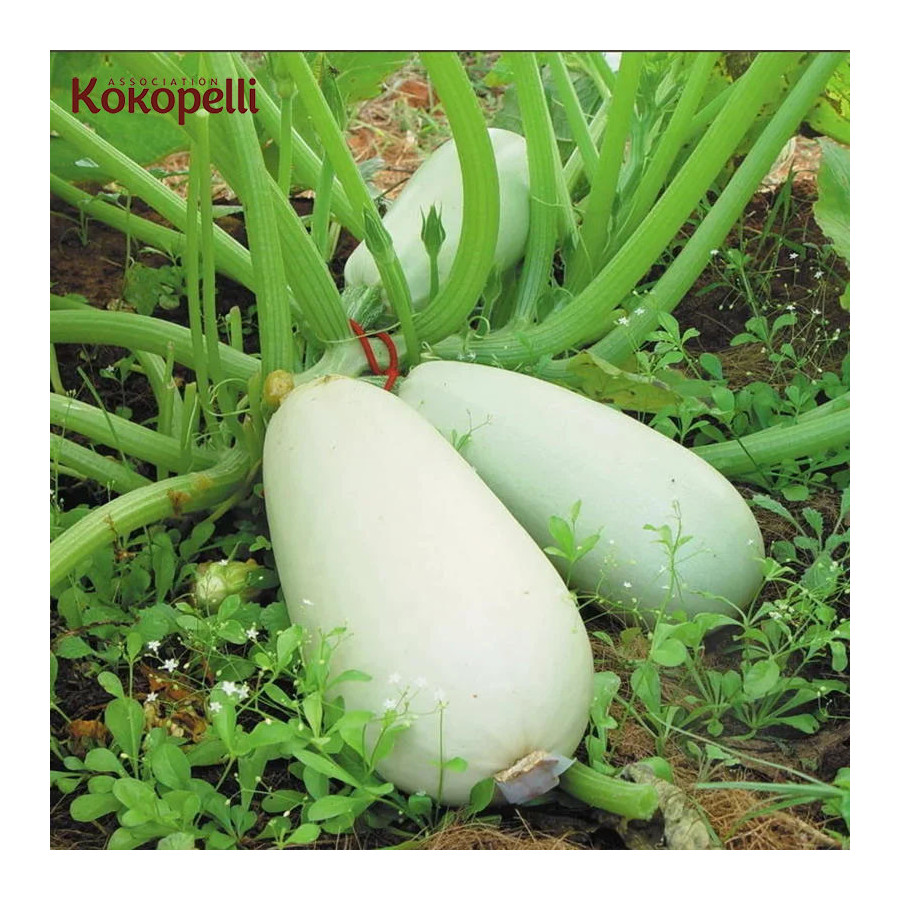 Courgette Blanche d’Égypte - Kokopelli Courgette Blanche d’Égypte - Kokopelli