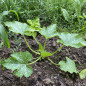 Courgette Ronde de Nice - Kokopelli Courgette Ronde de Nice - Kokopelli