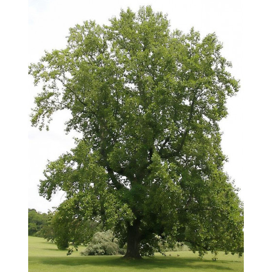 Liriodendron tulipifera