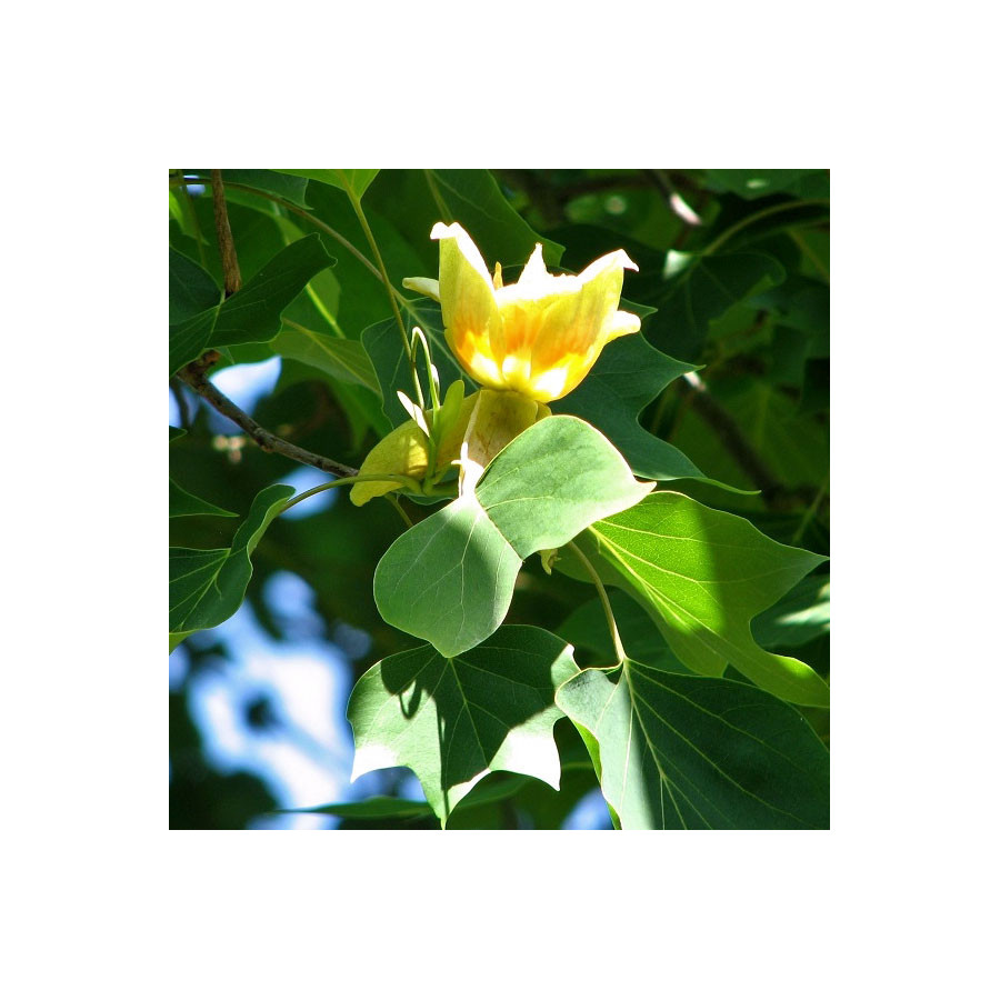 Tulipier de Virginie (Liriodendron tulipifera)