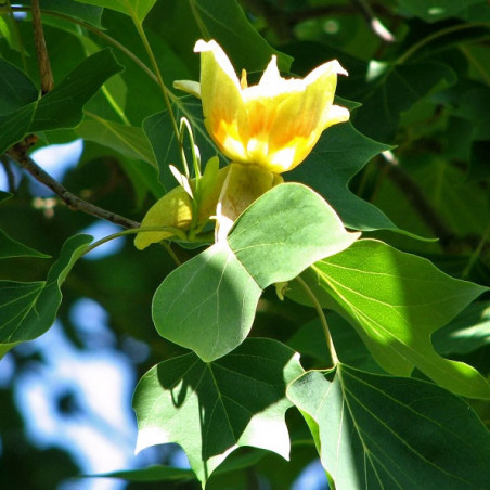 Liriodendron tulipifera
