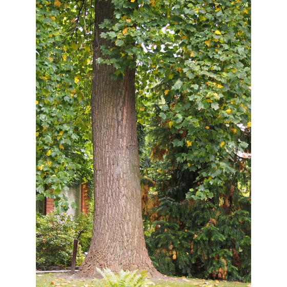 Tulipier de virginie