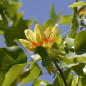 Tulipier de Virginie (Liriodendron tulipifera)