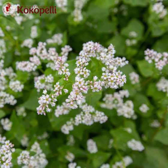 fleurs de sarrasin