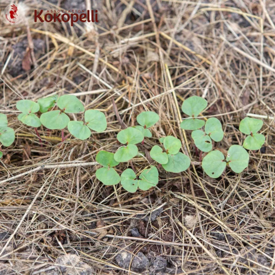jeunes plants sarrasin