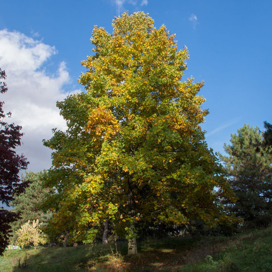Liriodendron tulipifera