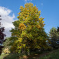 Tulipier de Virginie (Liriodendron tulipifera)