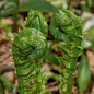 Tête de violon (Matteucia struthiopteris) Tête de violon (Matteucia struthiopteris)