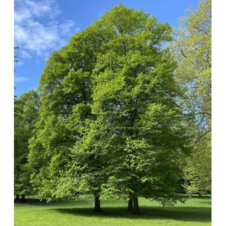 Tilleul à grandes Feuilles (Tilia platyphyllos)