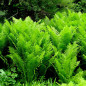 Tête de violon (Matteucia struthiopteris) Tête de violon (Matteucia struthiopteris)