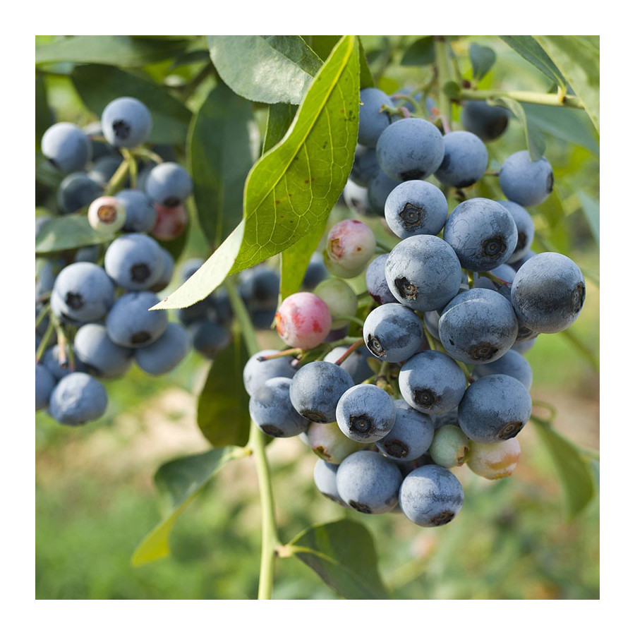 Myrtillier Bluegold (VACCINIUM corymbosum Bluegold) Myrtillier Bluegold (VACCINIUM corymbosum Bluegold)