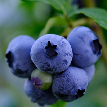 Myrtillier Bluegold (VACCINIUM corymbosum Bluegold)