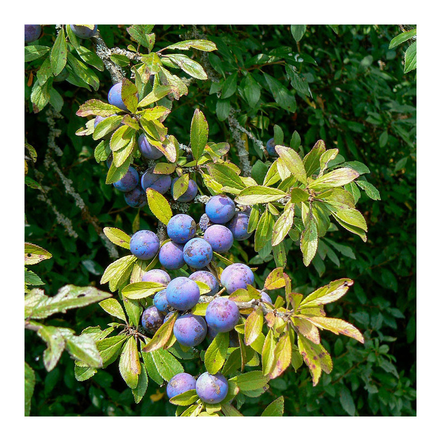 Myrtillier Duke (VACCINIUM corymbosum Duke) Myrtillier Duke (VACCINIUM corymbosum Duke)