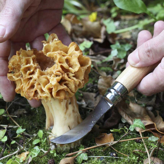 Couteau de poche champignon
