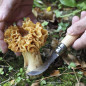 OPINEL N°8 champignon