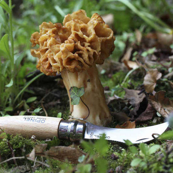 cueillette champignon