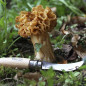 OPINEL N°8 champignon