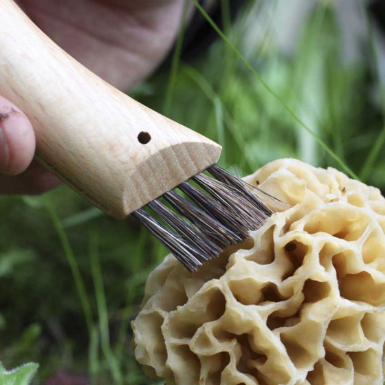 brosse champignon