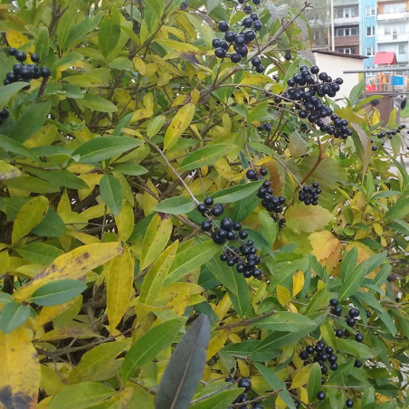 Troène Commun (Ligustrum vulgare)