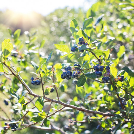 Myrtillier Hardyblue (VACCINIUM corymbosum Hardyblue)