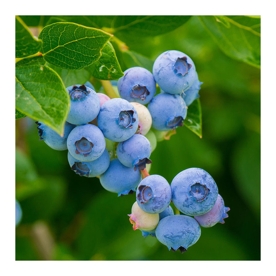 Myrtillier Hardyblue (VACCINIUM corymbosum Hardyblue) Myrtillier Hardyblue (VACCINIUM corymbosum Hardyblue)