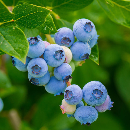 Myrtillier Hardy blue