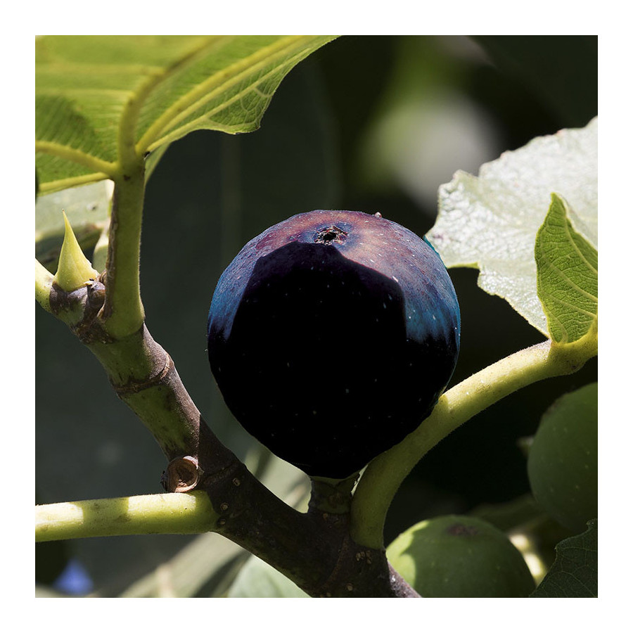 Figuier 'Ronde de bordeaux' (Ficus carica) Figuier 'Ronde de bordeaux' (Ficus carica)
