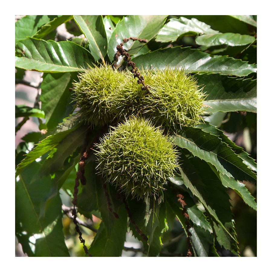 Châtaignier commun (Castanea sativa) Châtaignier commun (Castanea sativa)
