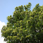 Châtaignier commun (Castanea sativa) Châtaignier commun (Castanea sativa)