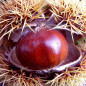 Châtaignier commun (Castanea sativa) Châtaignier commun (Castanea sativa)