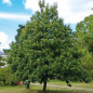 Châtaignier commun (Castanea sativa) Châtaignier commun (Castanea sativa)