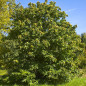 Châtaignier commun (Castanea sativa) Châtaignier commun (Castanea sativa)