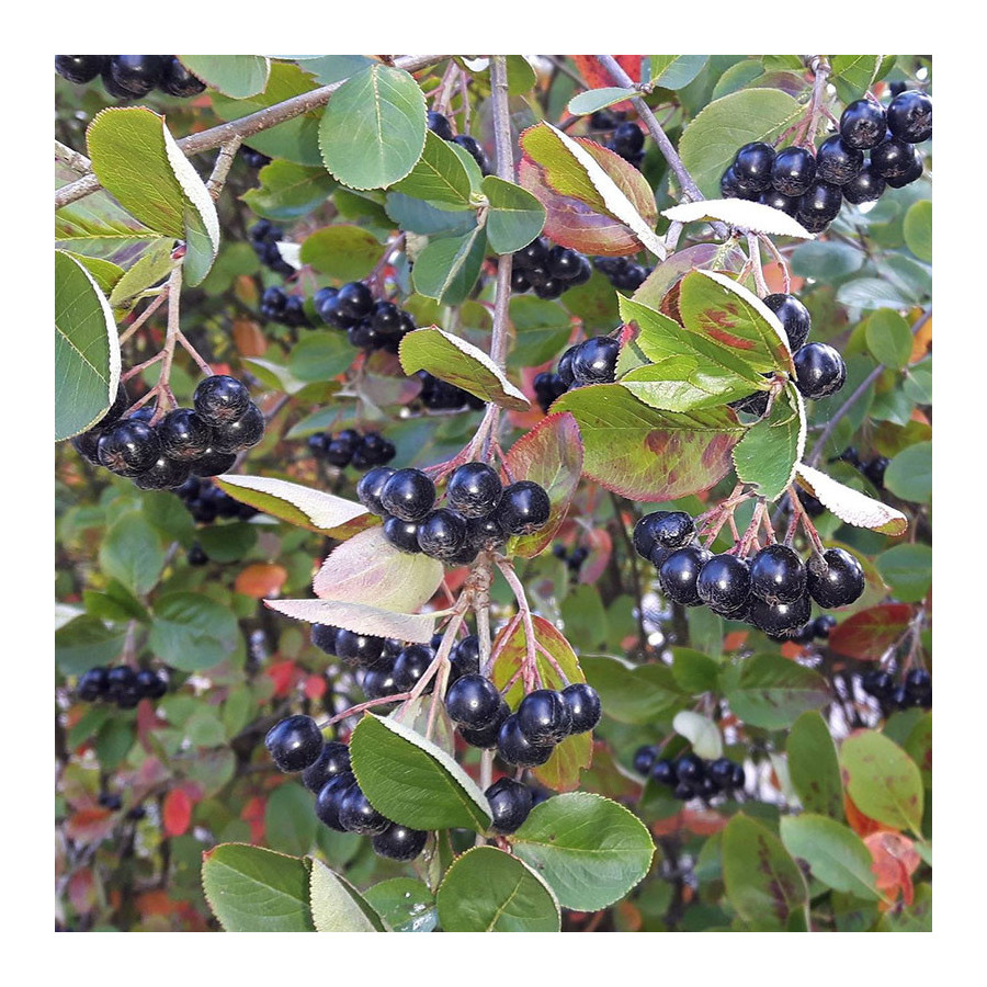 Aronie à Gros Fruits 'Nero' (Aronia prunifolia 'Nero') Aronie à Gros Fruits 'Nero' (Aronia prunifolia 'Nero')