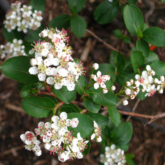 Fleurs d'aronie