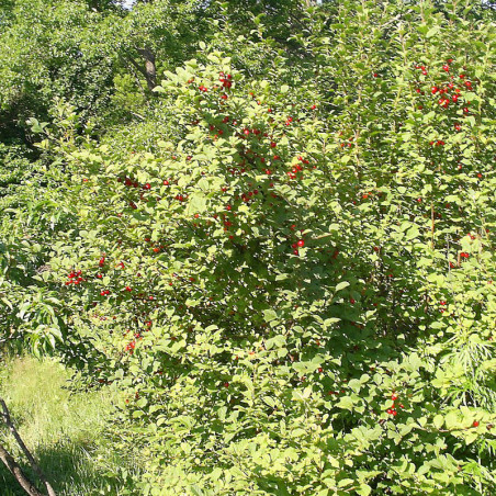 Ragounier (Prunus tomentosa)