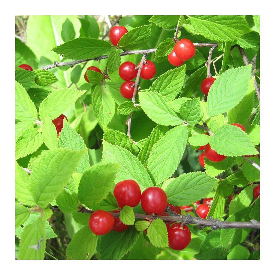 Ragounier (Prunus tomentosa) Ragounier (Prunus tomentosa)