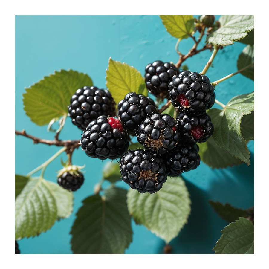 Mûrier sans Épine 'Triple Crown' (Rubus fruticosus) Mûrier sans Épine 'Triple Crown' (Rubus fruticosus)