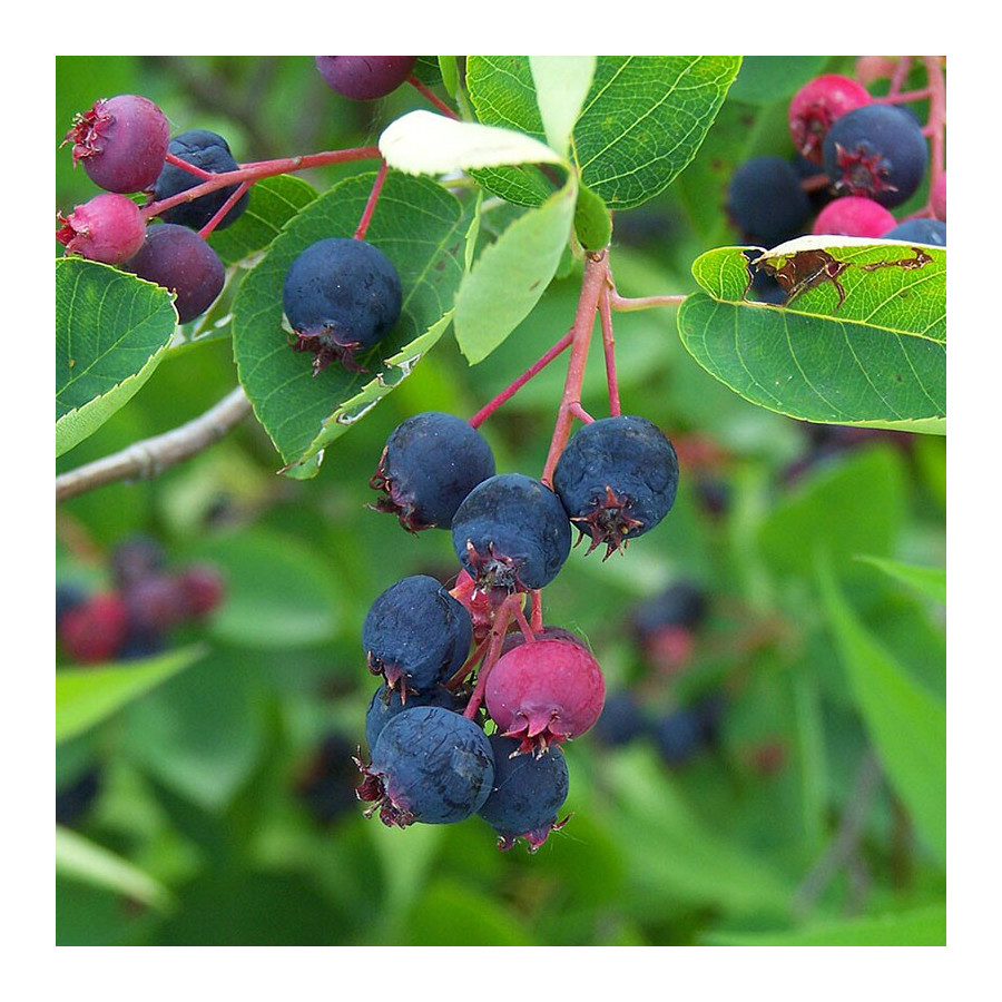 Amélanchier de Lamarck (Amelanchier lamarckii) Amélanchier de Lamarck (Amelanchier lamarckii)