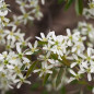 Amélanchier de Lamarck (Amelanchier lamarckii) Amélanchier de Lamarck (Amelanchier lamarckii)